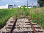Weedgrown rails on the west side of the Chase St. Crossing